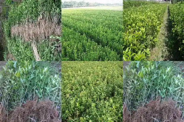 8年的桂花树值多少钱一斤呢1682733628845