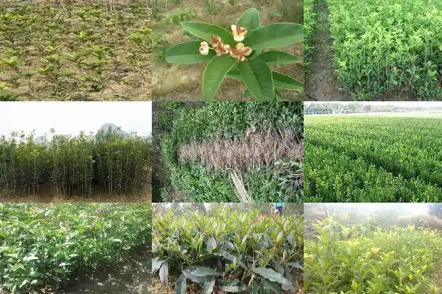 8年的桂花树值多少钱一斤呢1682733628893