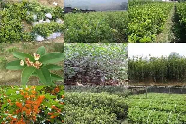 8年的桂花树值多少钱一斤呢1682733628941