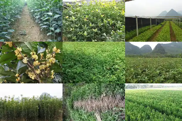 桂花树应该种在门前还是门后1682733653353