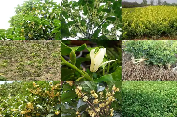 桂花树应该种在门前还是门后1682733653447