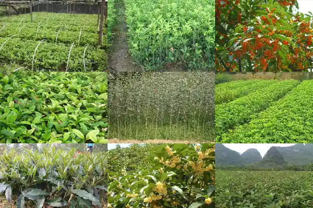 桂花树能栽在门前吗1682733673355