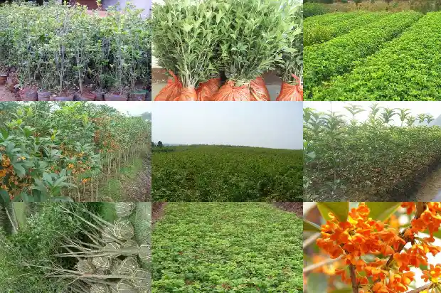 桂花树能栽在门前吗1682733673400