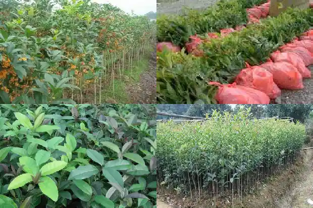 汉中桂花树最新价格走势1689838144122