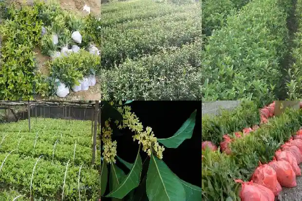门口对着桂花树好不好1682733740050