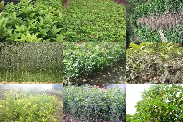 门口对着桂花树好不好1682733740097