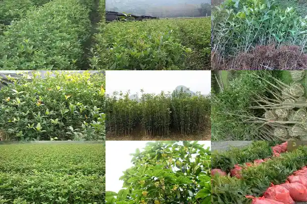 门口对着桂花树好不好1682733740144