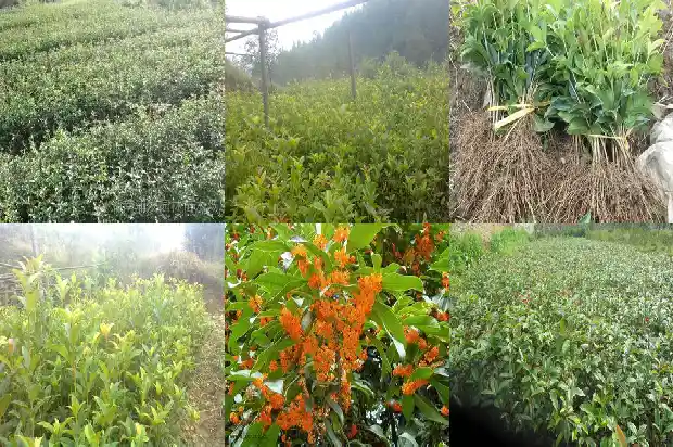 门口对着桂花树好不好1682733740192