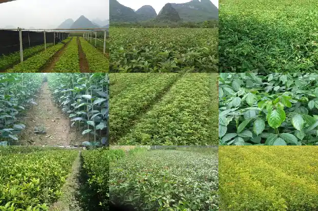 我家对 着大门有棵桂花树好不好?1682733761294