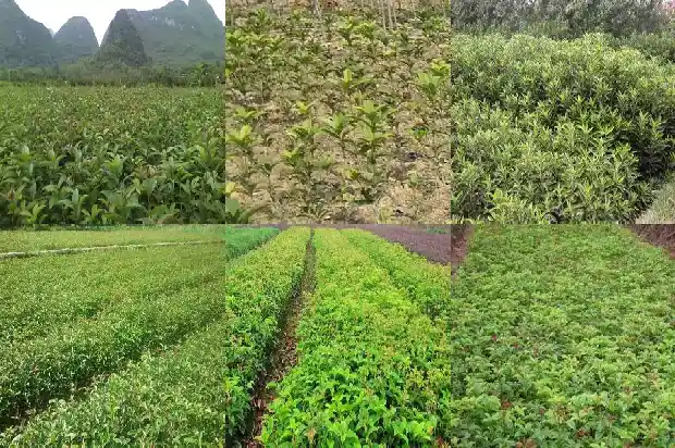 桂花树名贵品种有哪些名字大全1682733805919