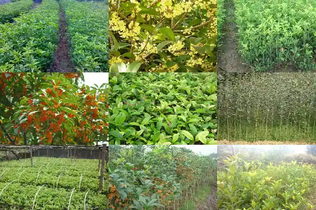 桂花树名贵品种有哪些名字大全1682733805967