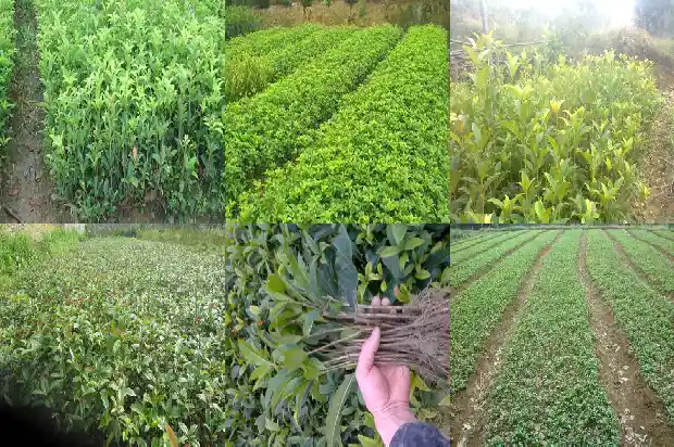 桂花树名贵品种有哪些名字大全1682733806015