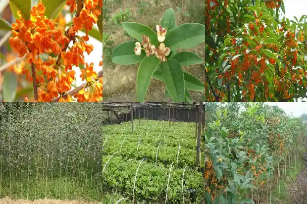 最新桂花苗价格行情走势分析1690763400742