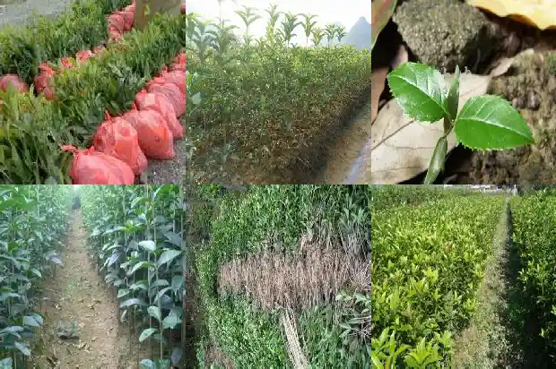 桂花树有什么品种特点及作用1682733821982