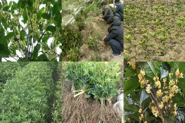 桂花树什么品种好养1682733841497