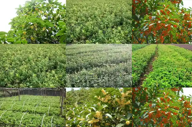 桂花树名贵品种排名表格1682733861648