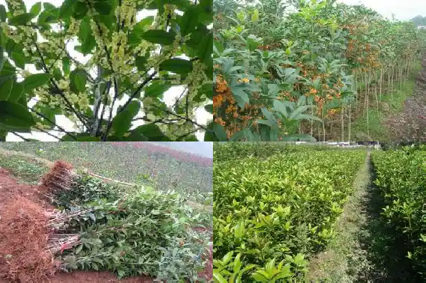 桂花树珍贵品种有哪些呢1682733885824