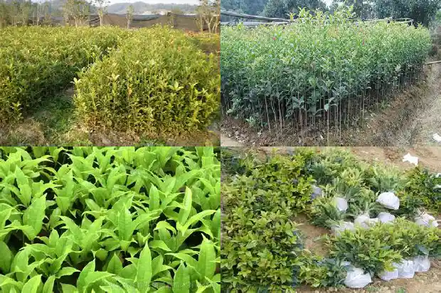 桂花茶可以和什么茶叶泡在一起1689035086666