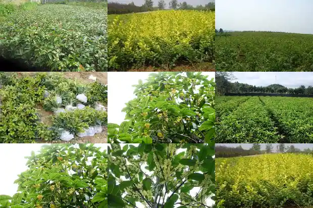 桂花树珍贵品种有哪些呢1682733885919