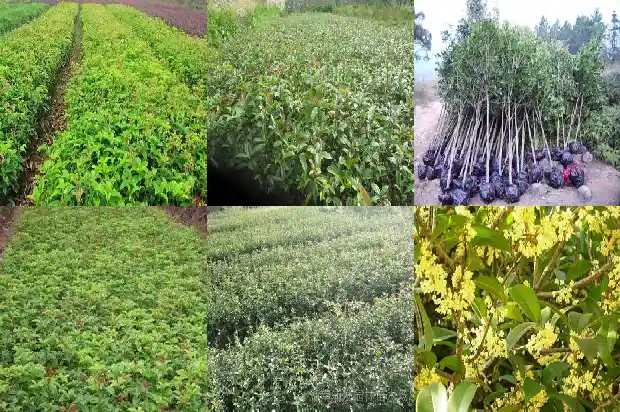 桂花树珍贵品种有哪些呢1682733885964