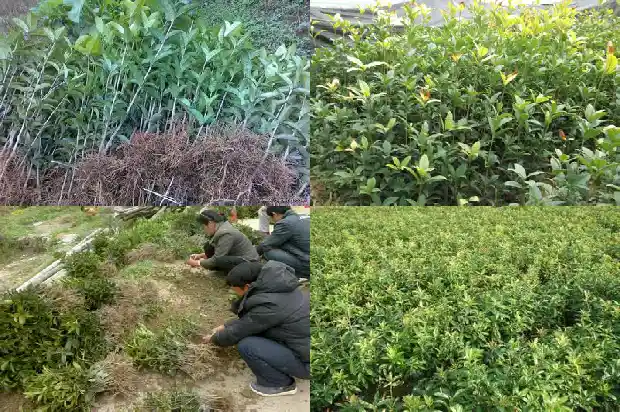 怎样识别不结籽的桂花树品种1682733926274