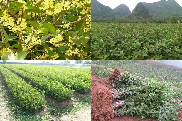 怎样识别不结籽的桂花树品种1682733926322