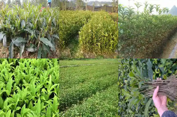 什么品种桂花树值钱又好养1682733948996