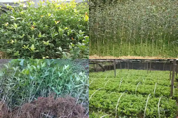地径15公分桂花树的蓬径多大合适1689837333411