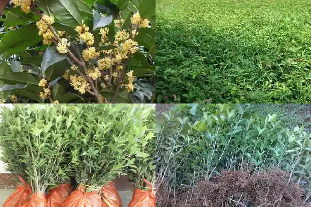 我想看看桂花树1682734007014