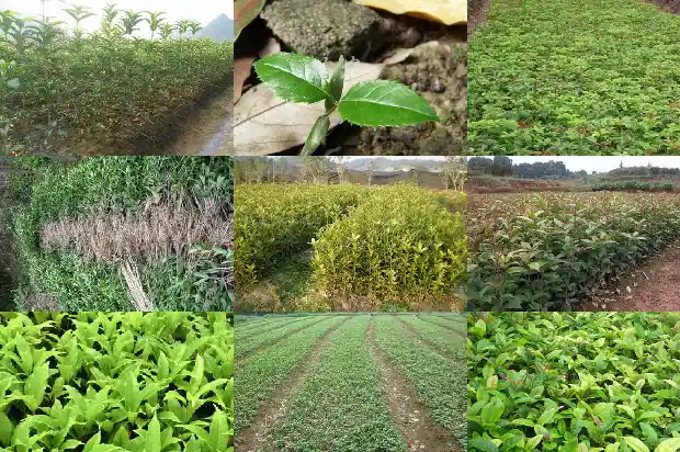我国的桂花之乡在哪里1682734031274