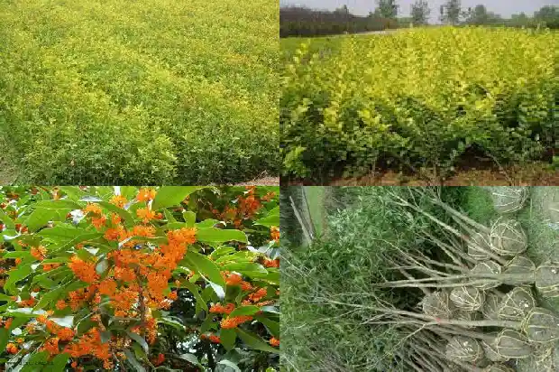 我国的桂花之乡在哪里1682734031370