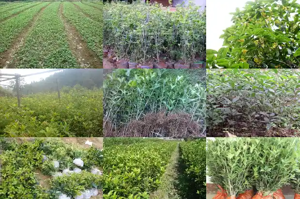 20公分的桂花树多少钱1棵1689640217389