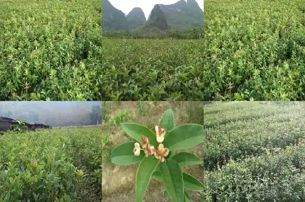 桂花树上桂花香1682734075479