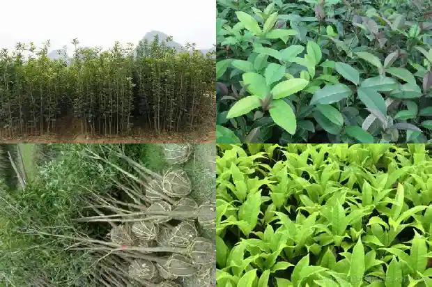 广西桂花之乡是哪里1682734093863
