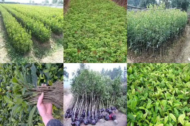 孕妇可以喝桂花茶吗初期1689381551312