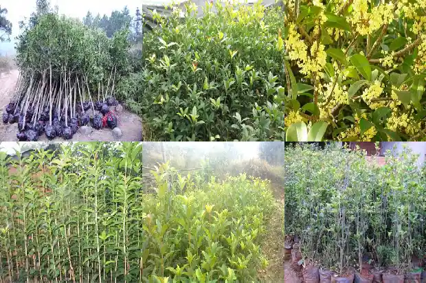 桂花之乡是哪里的城市1682734137669