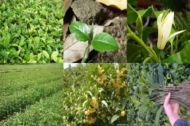 浏阳桂花树价格表最新1689898890149
