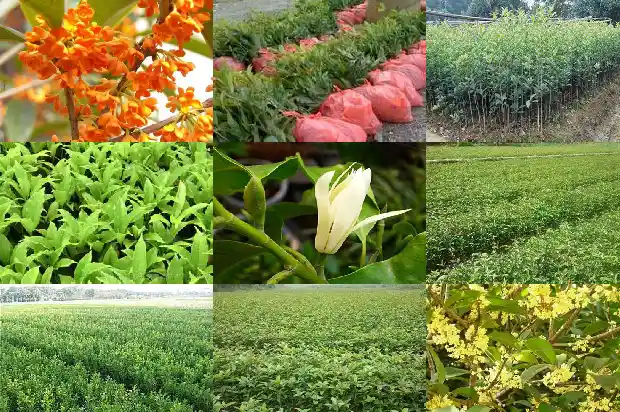 南方种桂花树1682734180310