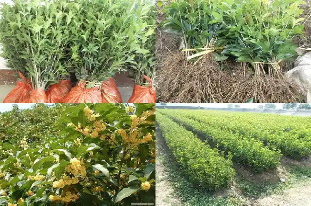 南方种桂花树1682734180358