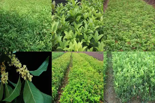 枸杞可以跟桂花一起泡吗1689208152598
