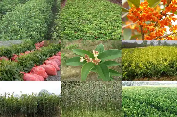 什么时间修剪桂花树枝最好1688433607659