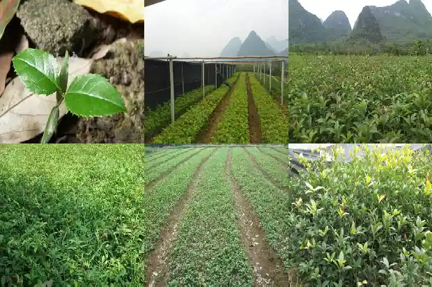 江南的桂花1682734221892