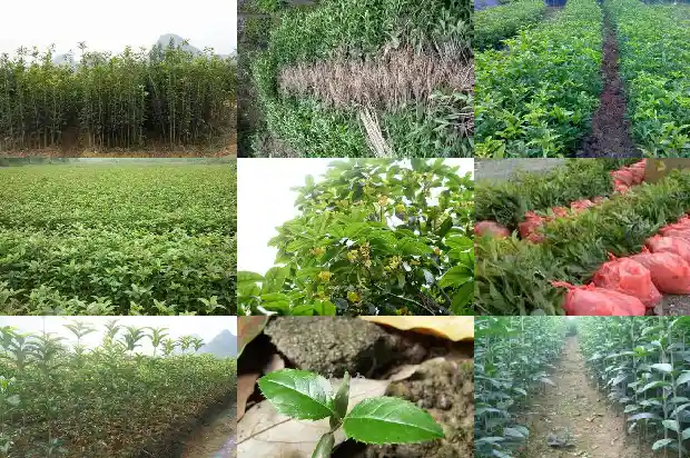 南方的桂花1682734243663