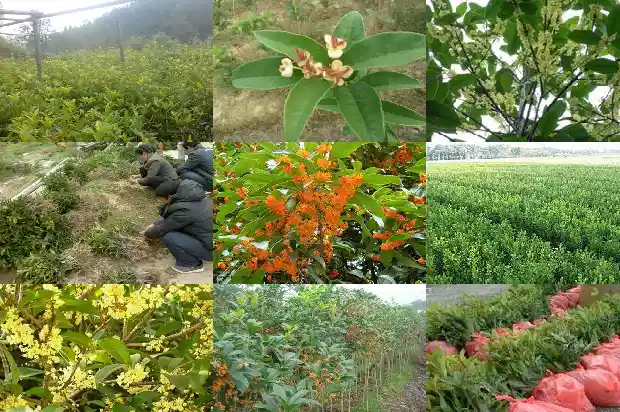 哪里是桂花之乡1682734265726