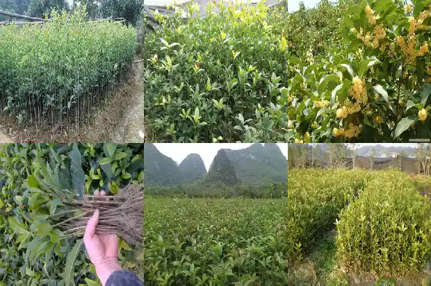 桂花的桂林山水1682734308219