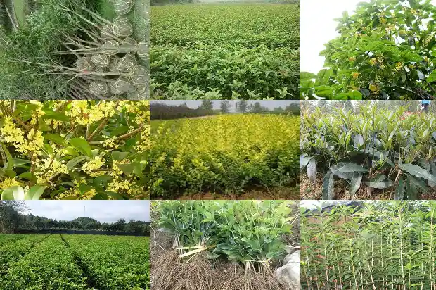 桂花树桂花树的特点1682734328069