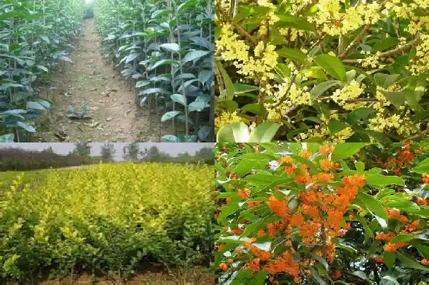 桂花树桂花树的特点1682734328164