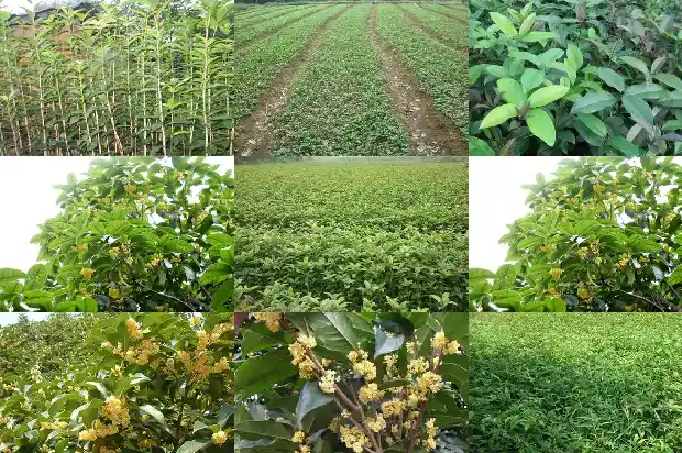 家门口有桂花树的寓意和象征1690677199755