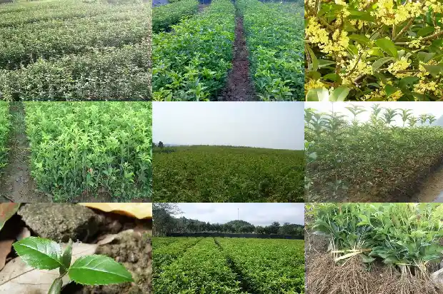 桂花树桂花树有几样桂花是什么性质1682734350590