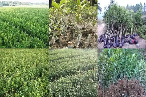 桂花茶作用与功效与禁忌1689381276999